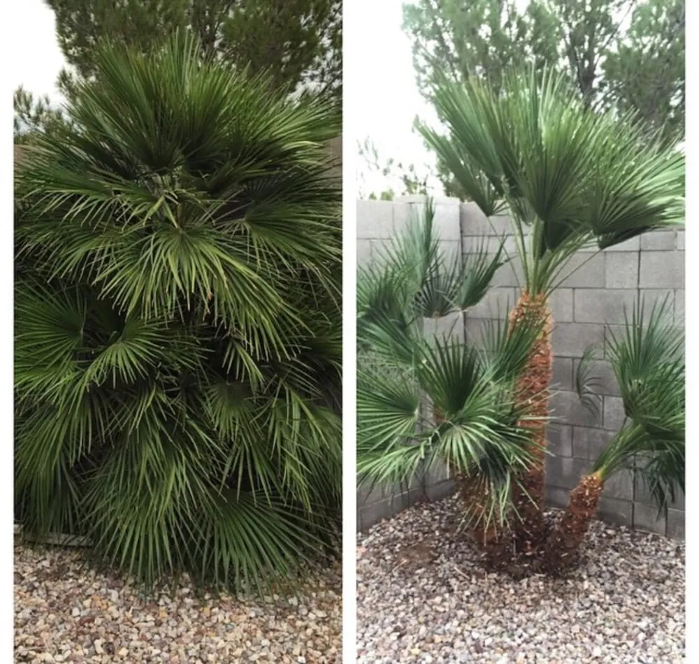 Custom yard maintenance in Surprise, AZ by First Option Landscape
