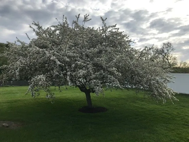 Local garden landscaping for homes across South Lee, MA - First Response Outdoor Services