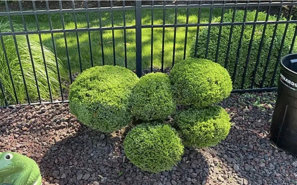 Trusted yard cleanup service with custom design across Goshen, IN - First Service Dan