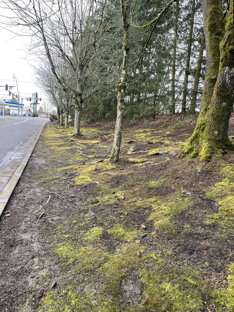 Reliable yard maintenance in Salem, OR by Firstview Landscape And Home Solutions