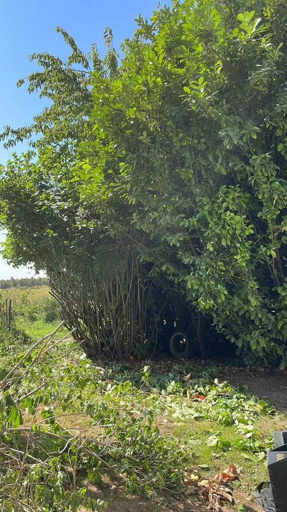 Professional lawn care service in Salem, OR by Firstview Landscape And Home Solutions