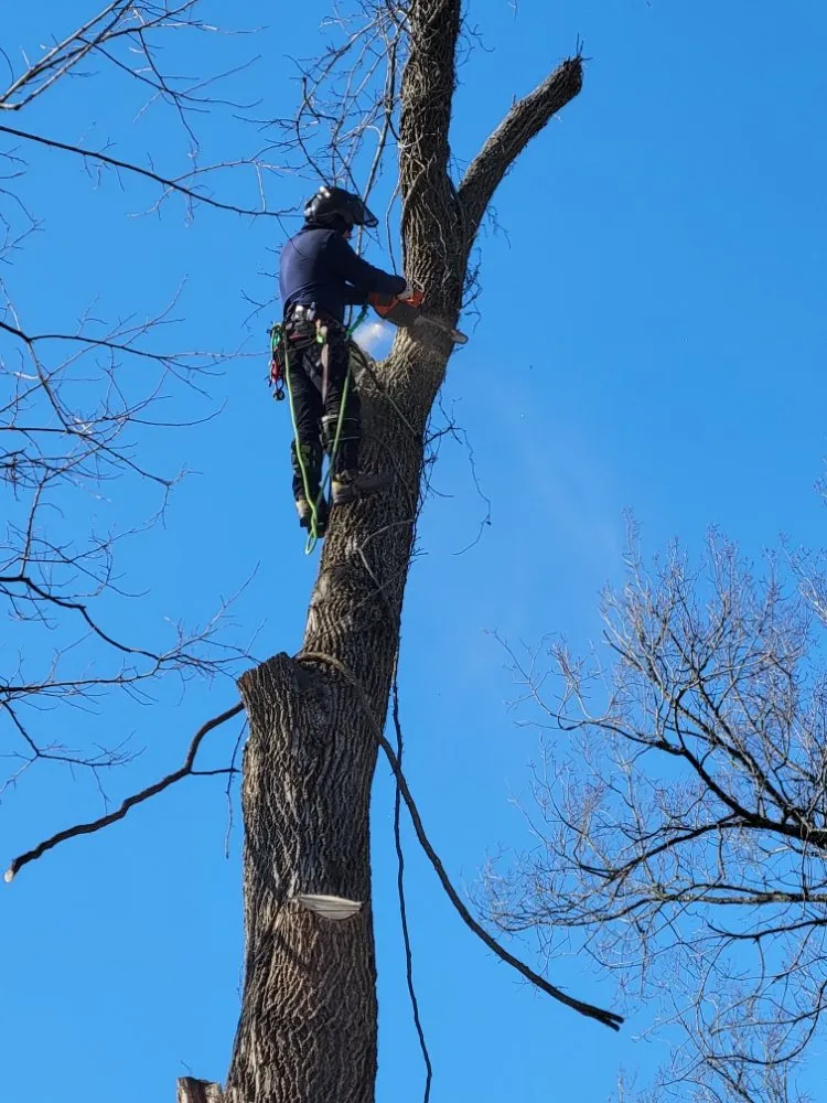 Top-rated landscape installation in Cincinnati, OH by Fischer Landscape and Tree Service