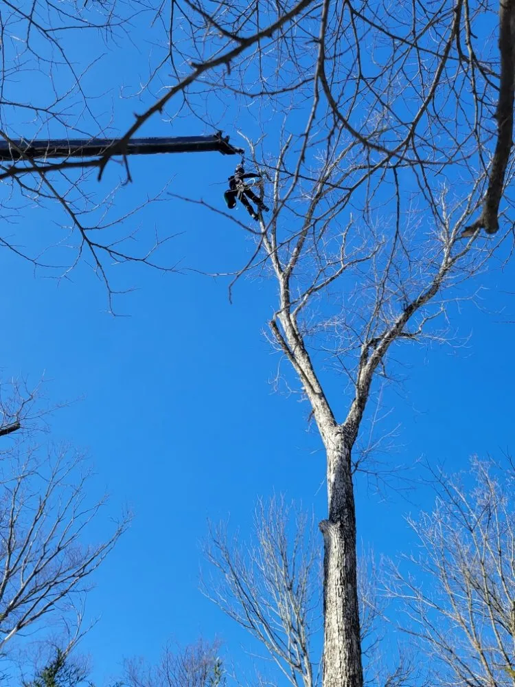 Expert yard maintenance for beautiful yards in Cincinnati, OH by Fischer Landscape and Tree Service