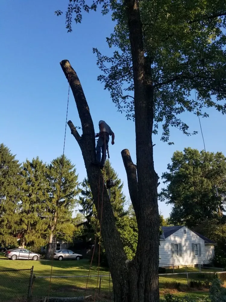 Top-rated residential landscaping for residential properties in Cincinnati, OH by Fischer Landscape and Tree Service