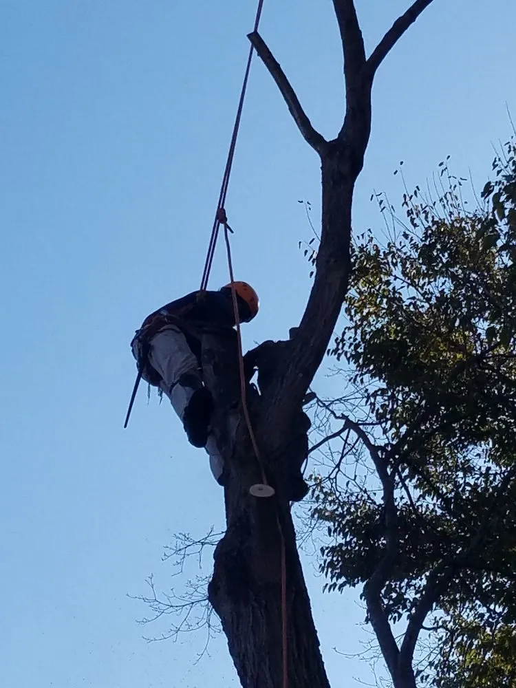 Affordable landscaping services for homes across Cincinnati, OH - Fischer Landscape and Tree Service