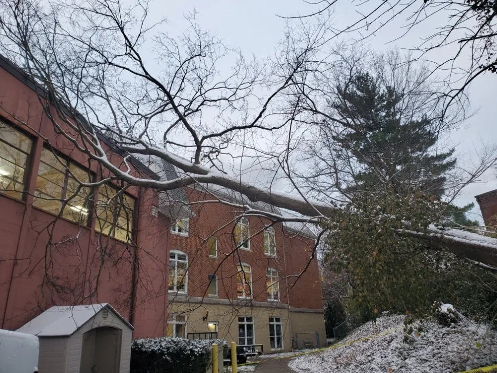 Professional yard cleanup service in Cincinnati, OH by Fischer Landscape and Tree Service