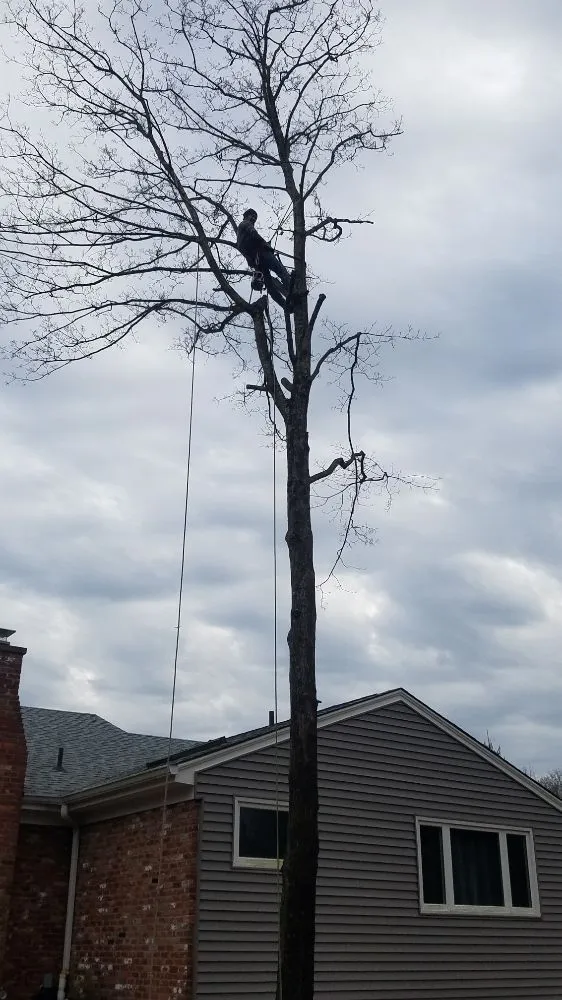 Trusted landscape installation for beautiful yards in Cincinnati, OH by Fischer Landscape and Tree Service