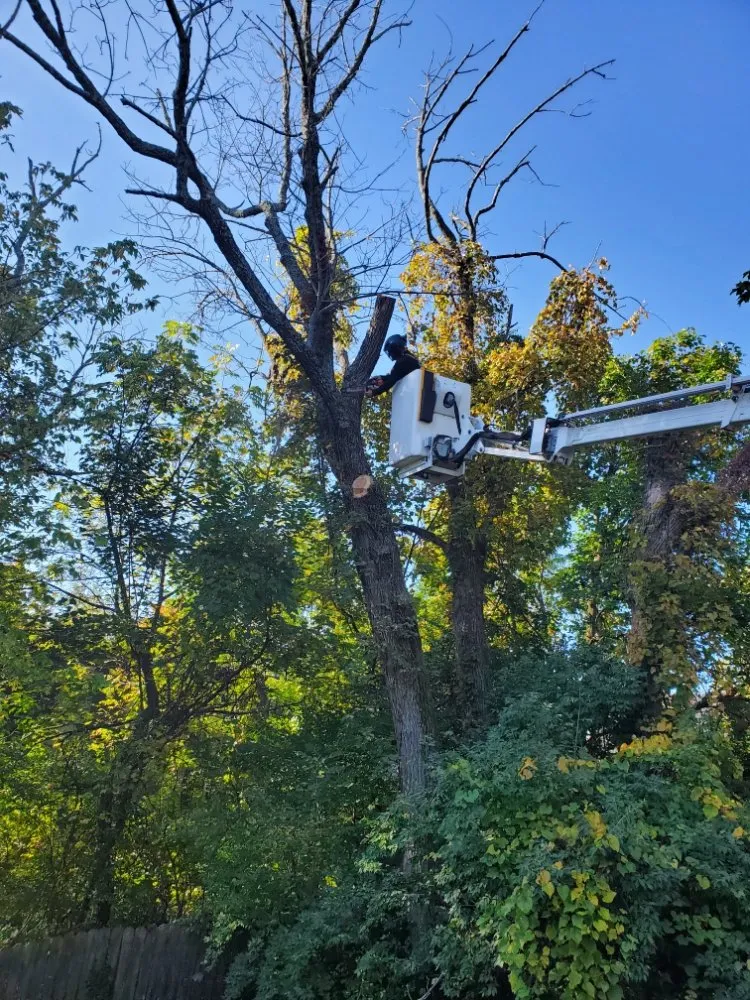 Expert yard cleanup service experts serving Cincinnati, OH - Fischer Landscape and Tree Service