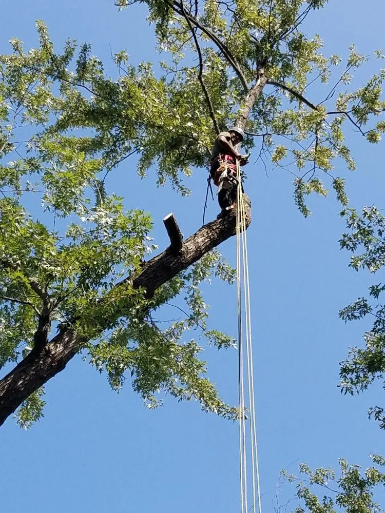 Trusted landscaping services with custom design across Cincinnati, OH - Fischer Landscape and Tree Service