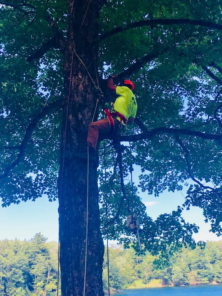 Trusted lawn mowing service for outdoor upgrades across Townsend, DE - Fish Lawn and Tree, LLC