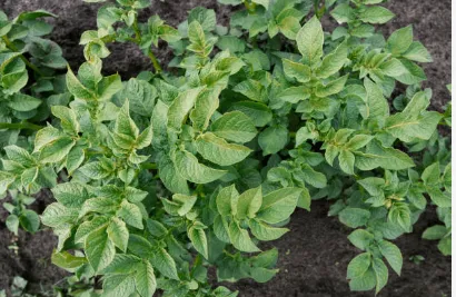 Expert lawn mowing service in Newport, NC - Fisher Way Lawn Care