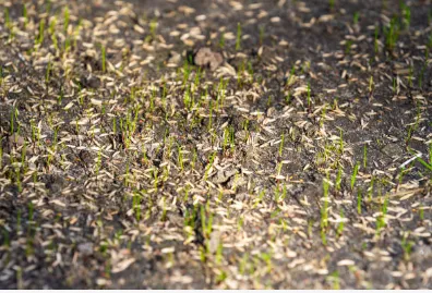 Affordable outdoor landscaping in Newport, NC - Fisher Way Lawn Care