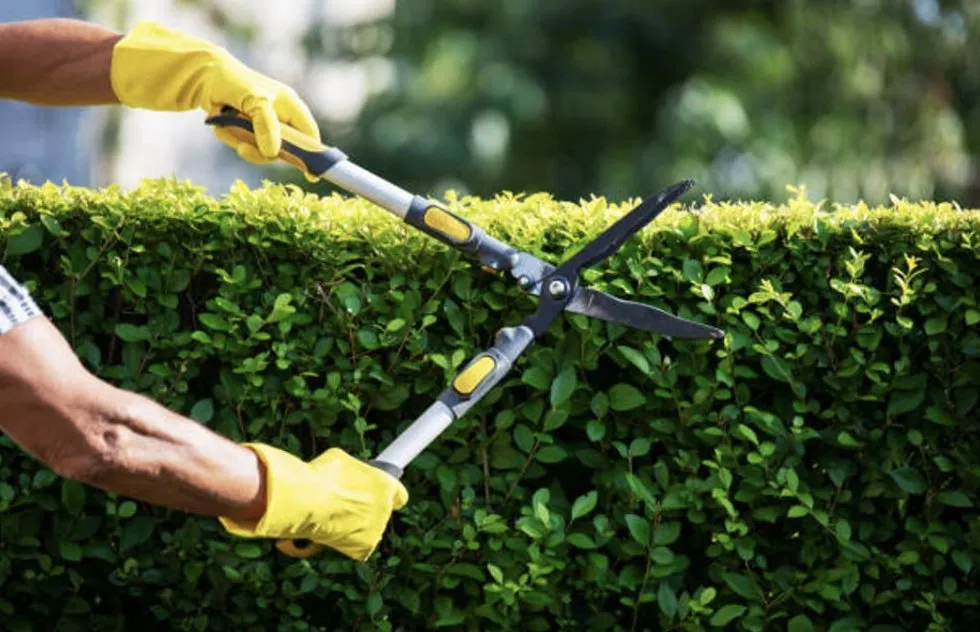 Affordable residential landscaping for homes in Gaston, SC by Fisher's Lawn & Walls