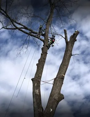 Fisher's Tree Service