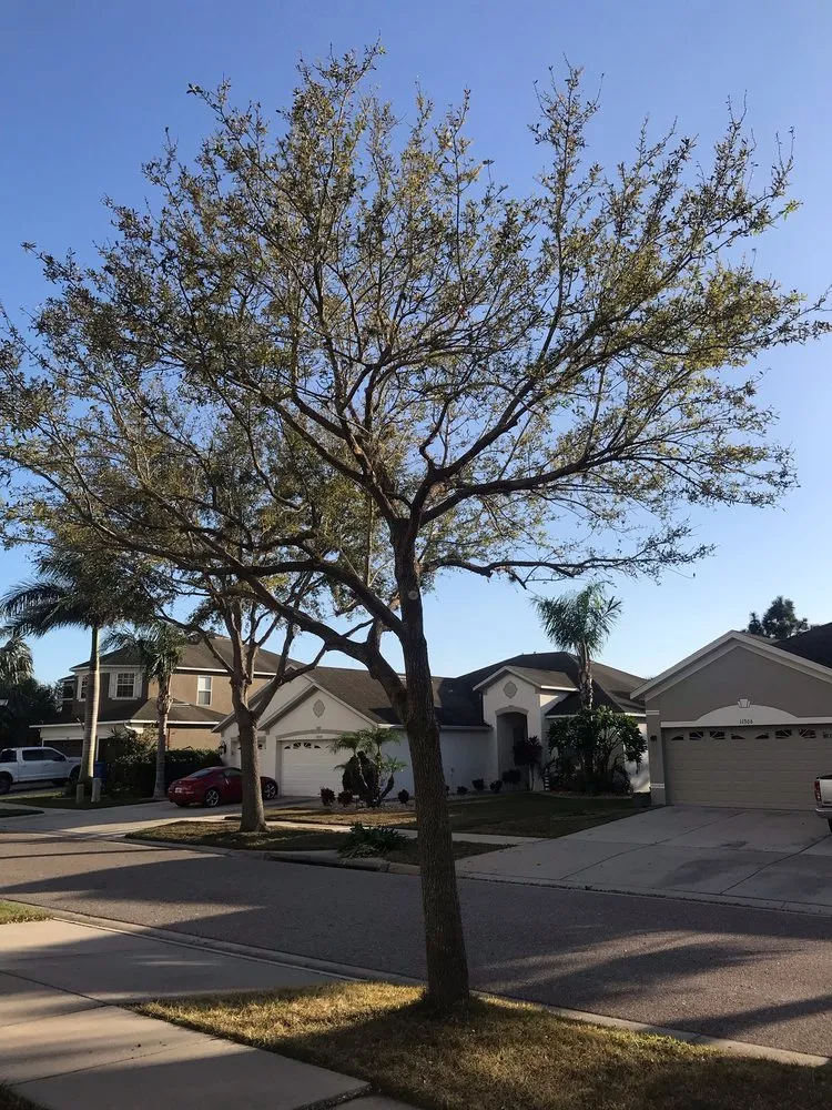 Custom landscape installation in Lithia, FL by Fishhawk Landscape & Irrigation