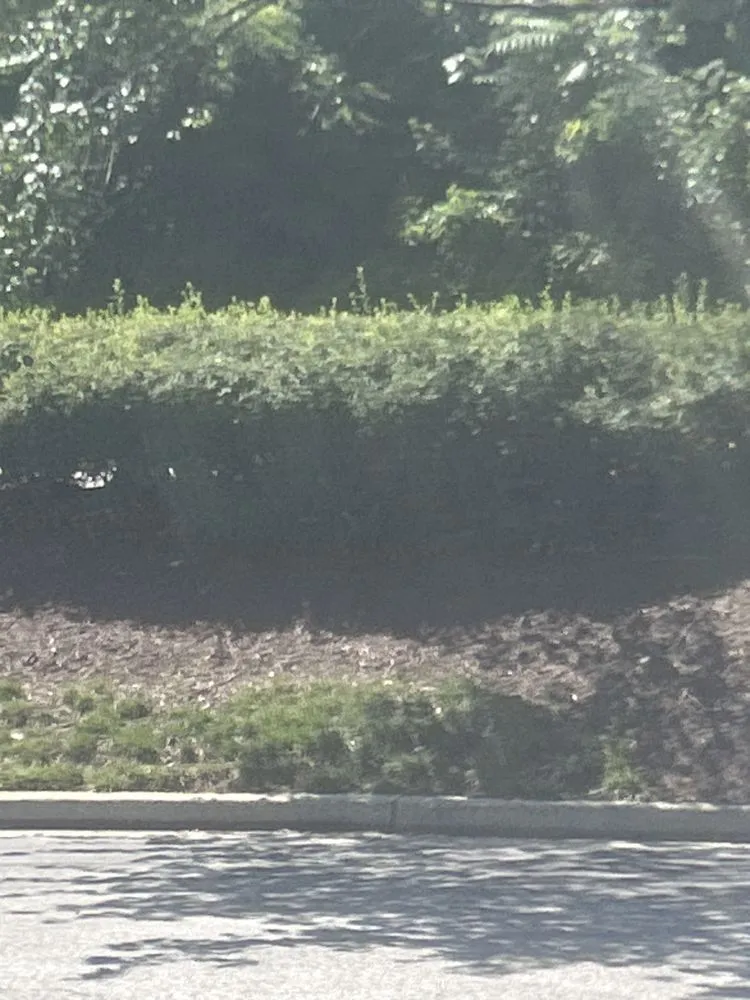 Professional garden landscaping for year-round maintenance in Baltimore, MD by Fishland Cuts