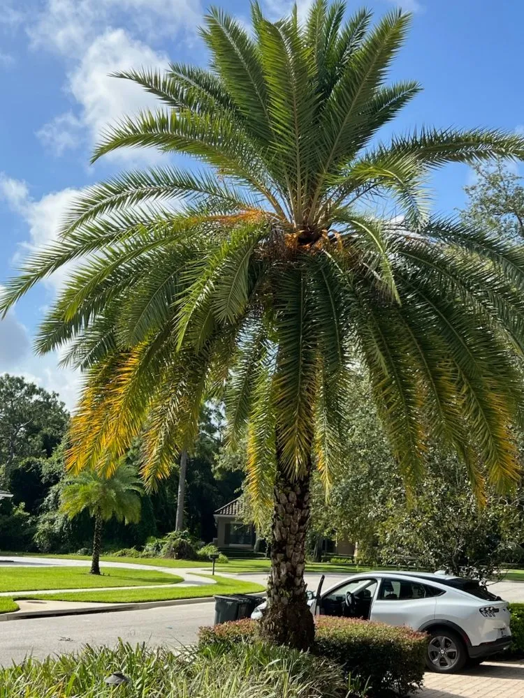 Top-rated landscaping services in Chuluota, FL by Fishman Landscapes