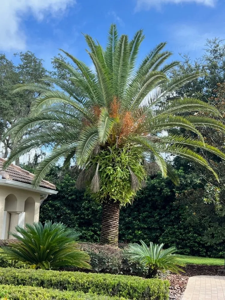 Reliable residential landscaping in Chuluota, FL - Fishman Landscapes