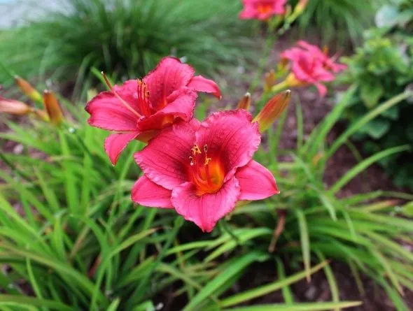 Trusted landscape installation in Wilmington, NC by Fishwater Landscaping