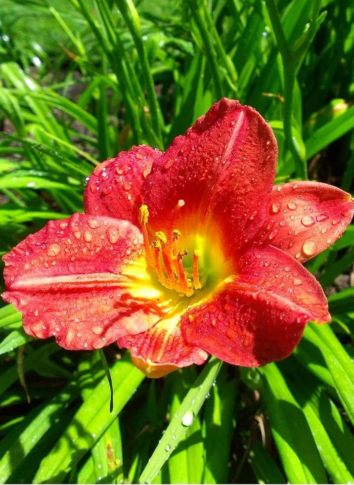 Professional lawn care service in Ventnor City, NJ - Fit And Trim Lawns