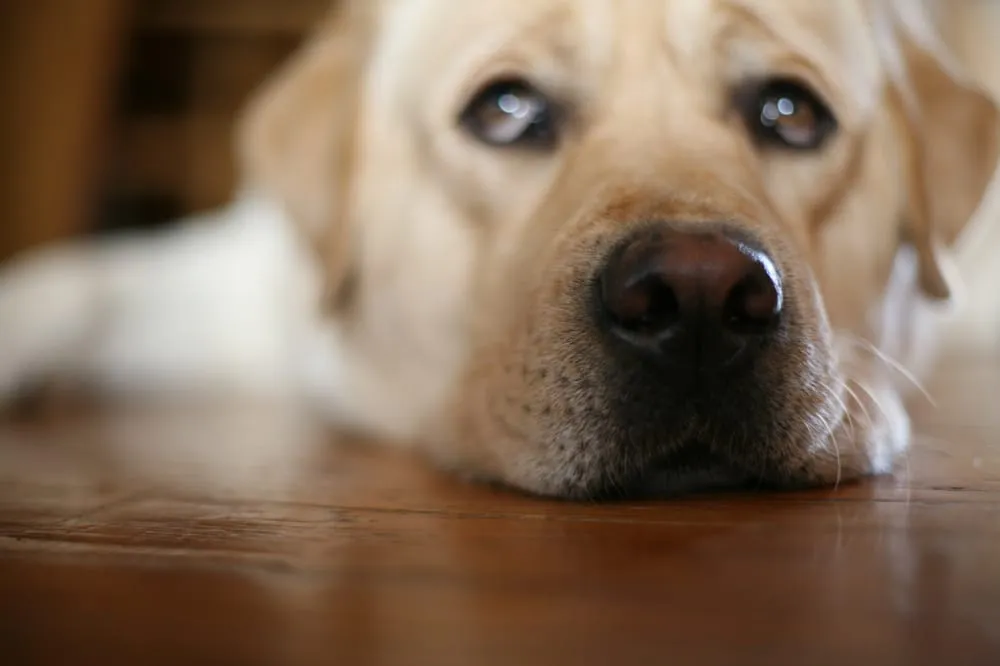 Local garden landscaping experts serving Sycamore, IL - Fit For Service Lawn Care