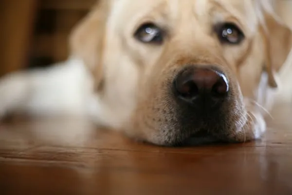 Fit For Service Lawn Care