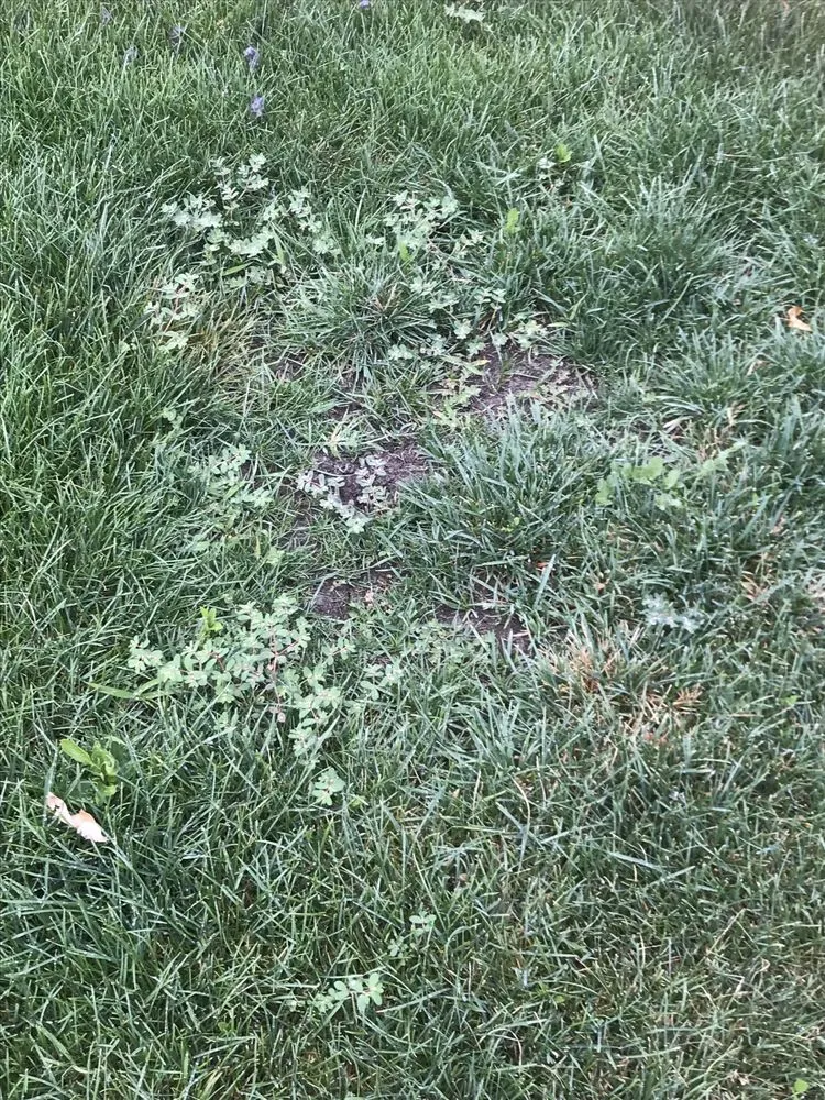 Reliable residential landscaping experts serving Broomfield, CO - Fit Turf of North Denver