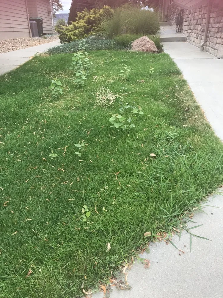 Custom landscaping services experts serving Broomfield, CO - Fit Turf of North Denver