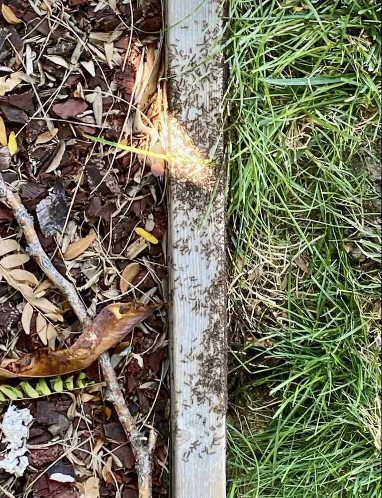 Reliable garden landscaping in Broomfield, CO - Fit Turf of North Denver