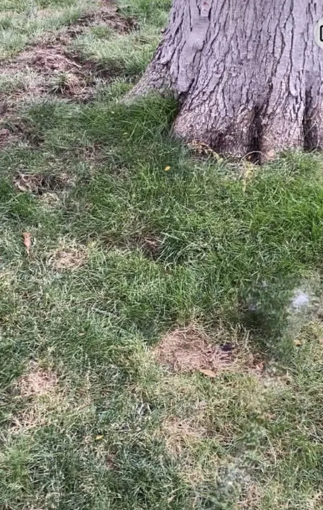 Trusted landscape design in Broomfield, CO by Fit Turf of North Denver