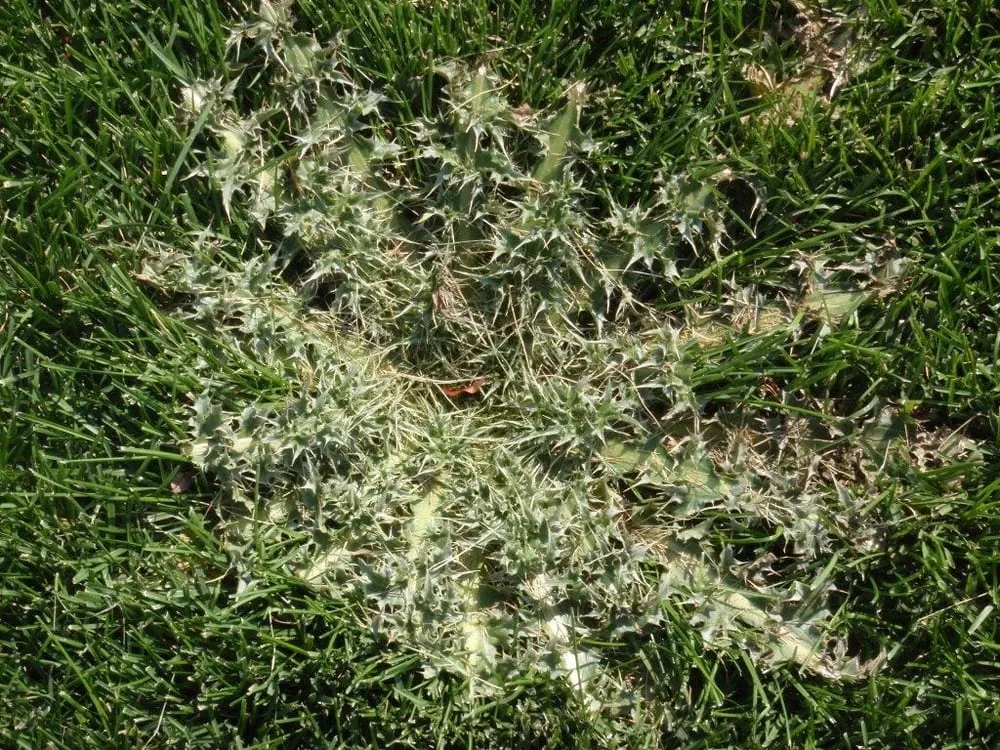 Trusted residential landscaping in Centennial, CO - Fit Turf of South Denver