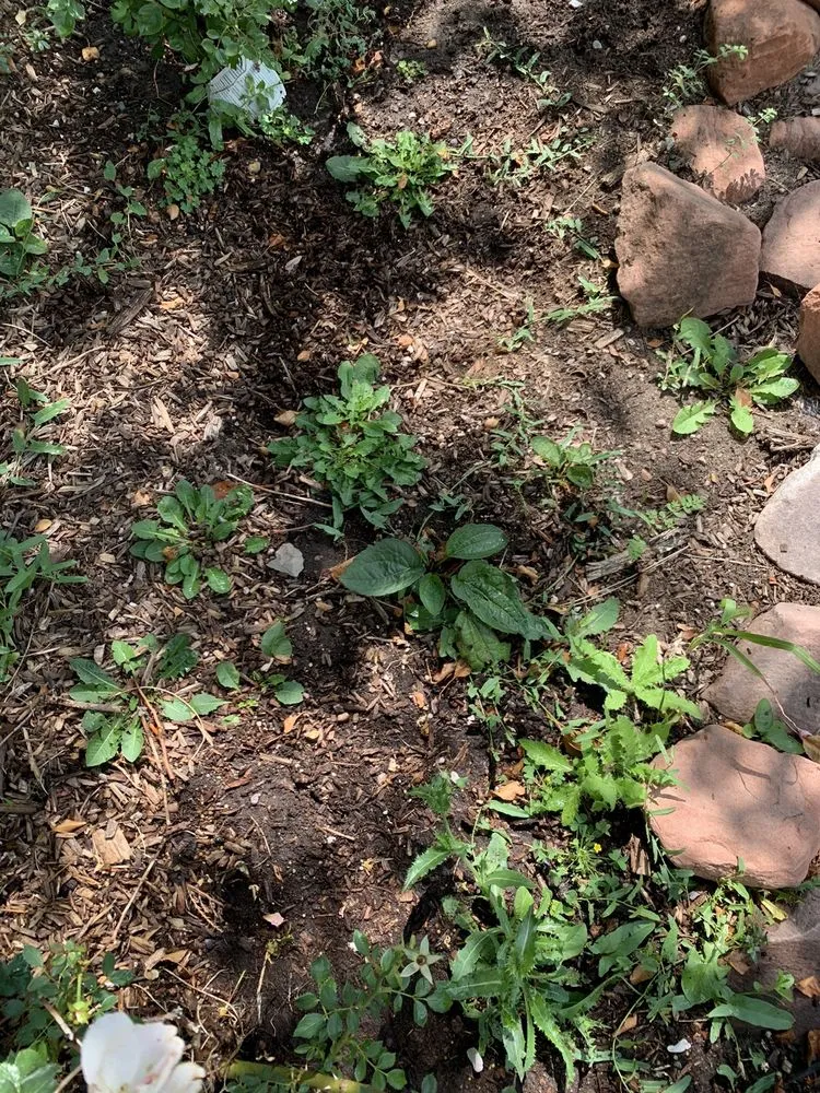 Reliable lawn care service in Centennial, CO by Fit Turf of South Denver