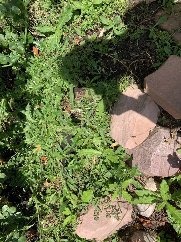 Affordable lawn care service near you across Centennial, CO - Fit Turf of South Denver