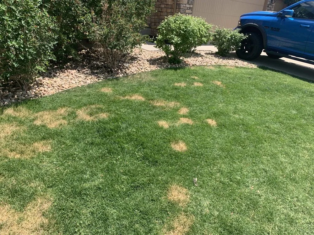 Reliable lawn mowing service experts serving Centennial, CO - Fit Turf of South Denver