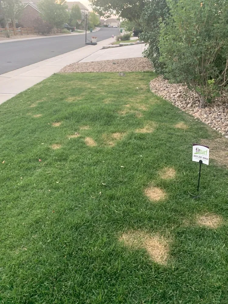 Expert residential landscaping experts serving Centennial, CO - Fit Turf of South Denver