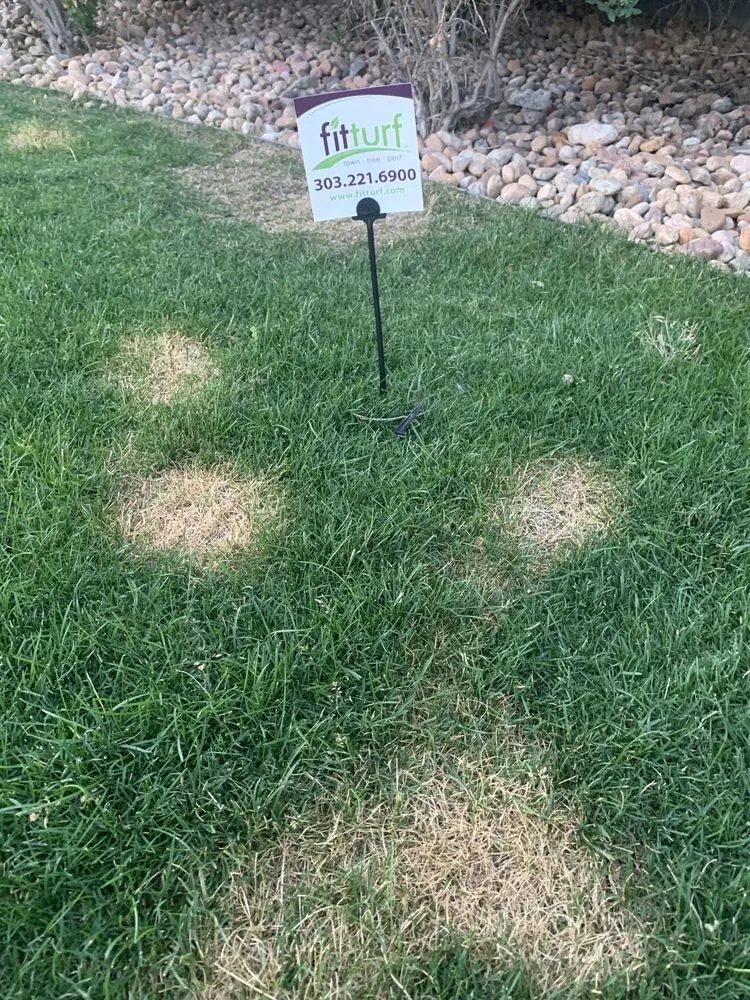 Custom residential landscaping in Centennial, CO - Fit Turf of South Denver