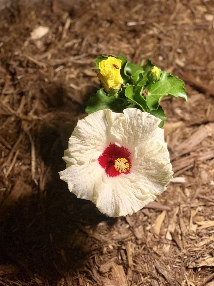 Professional lawn care service experts serving Upland, CA - Fittante & Son Inc.