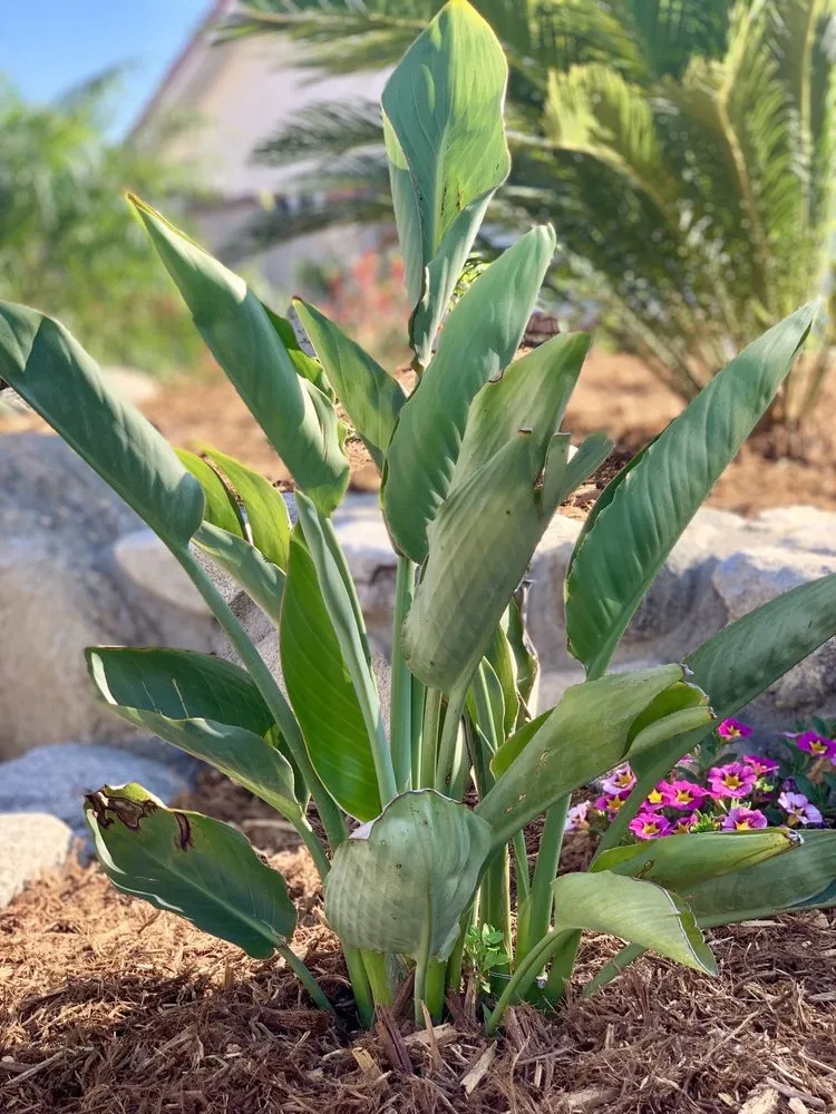 Top-rated landscape installation for outdoor upgrades in Upland, CA by Fittante & Son Inc.