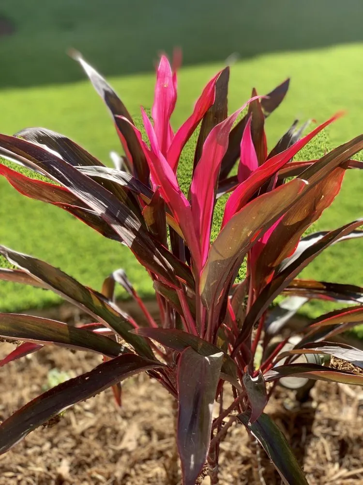 Professional lawn mowing service in Upland, CA - Fittante & Son Inc.