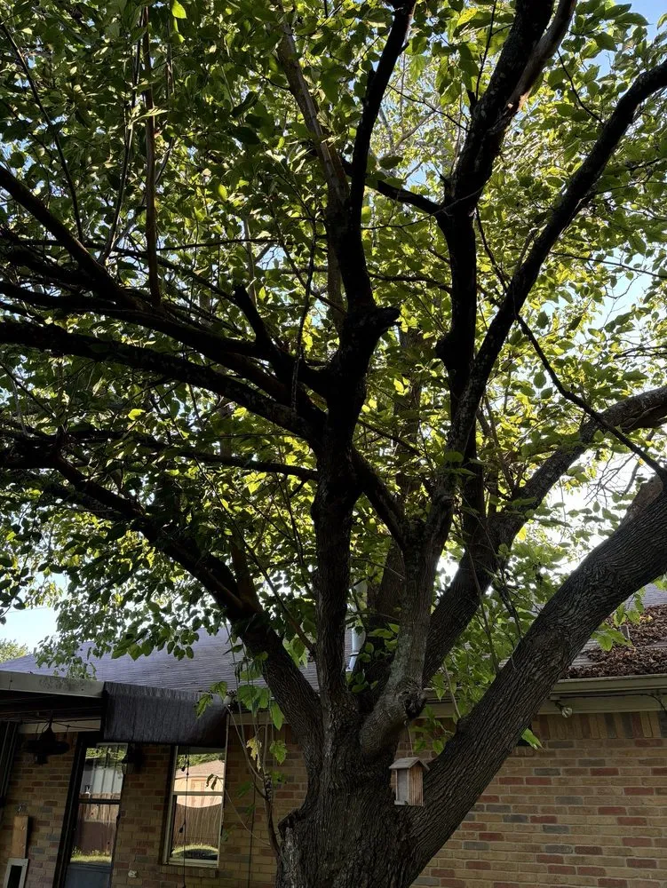 Custom landscape installation in Woodway, TX by Fitzgerald's