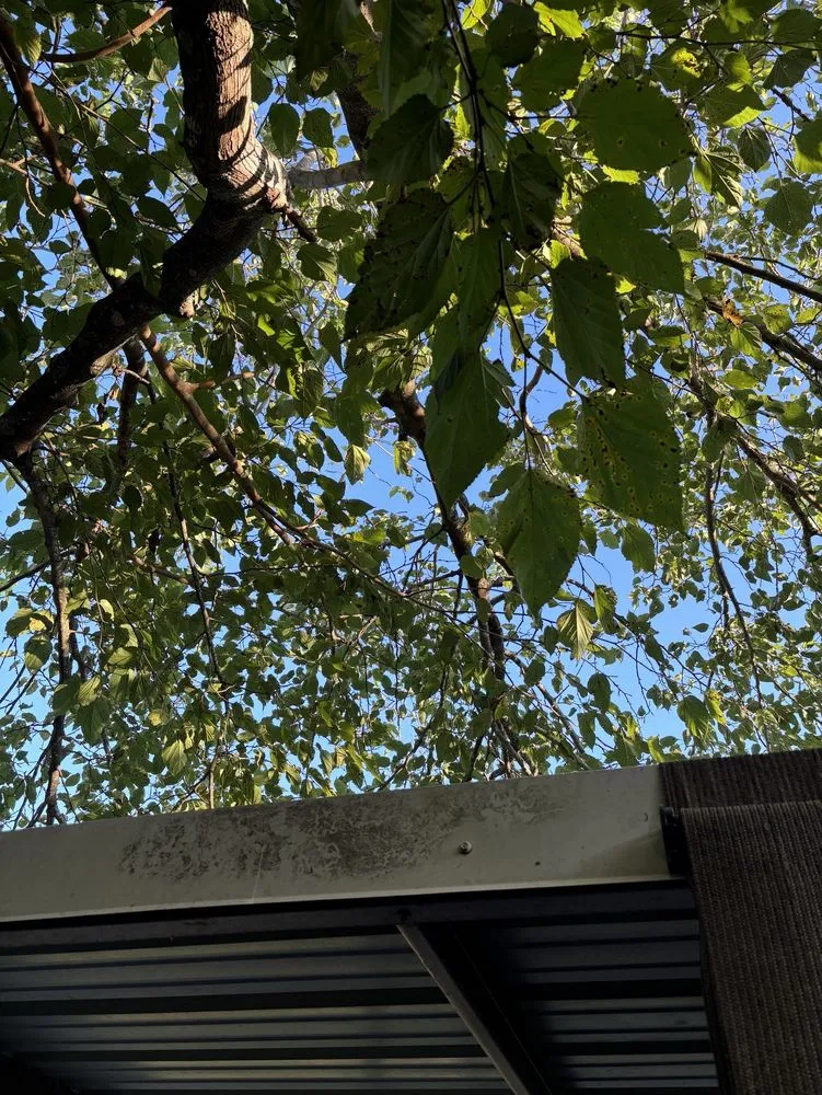 Expert yard cleanup service in Woodway, TX - Fitzgerald's