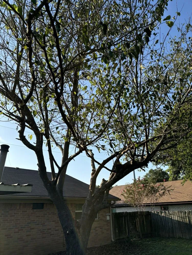 Top-rated lawn mowing service experts serving Woodway, TX - Fitzgerald's