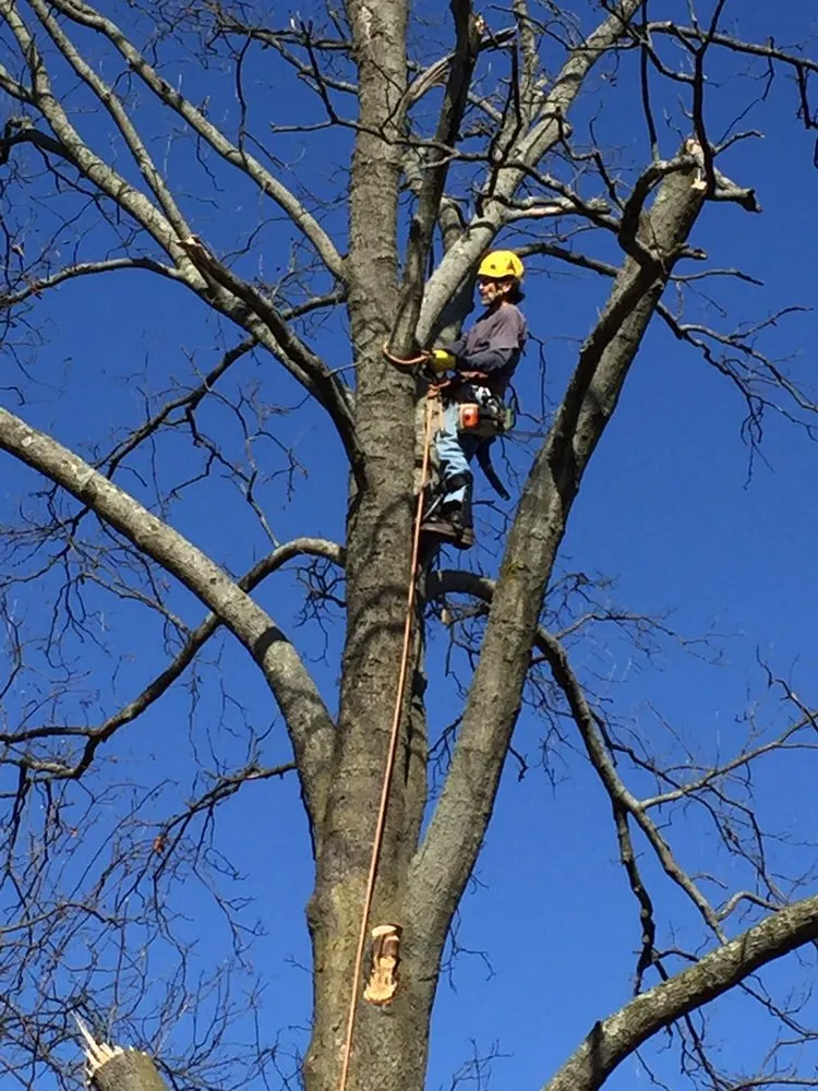 Local yard cleanup service experts serving Bel Air, MD - Fitzpatrick & Sons