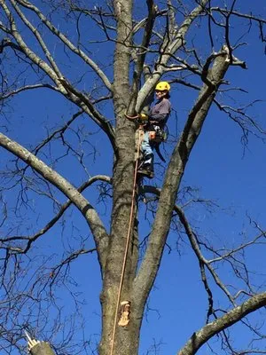 Fitzpatrick & Sons Logo