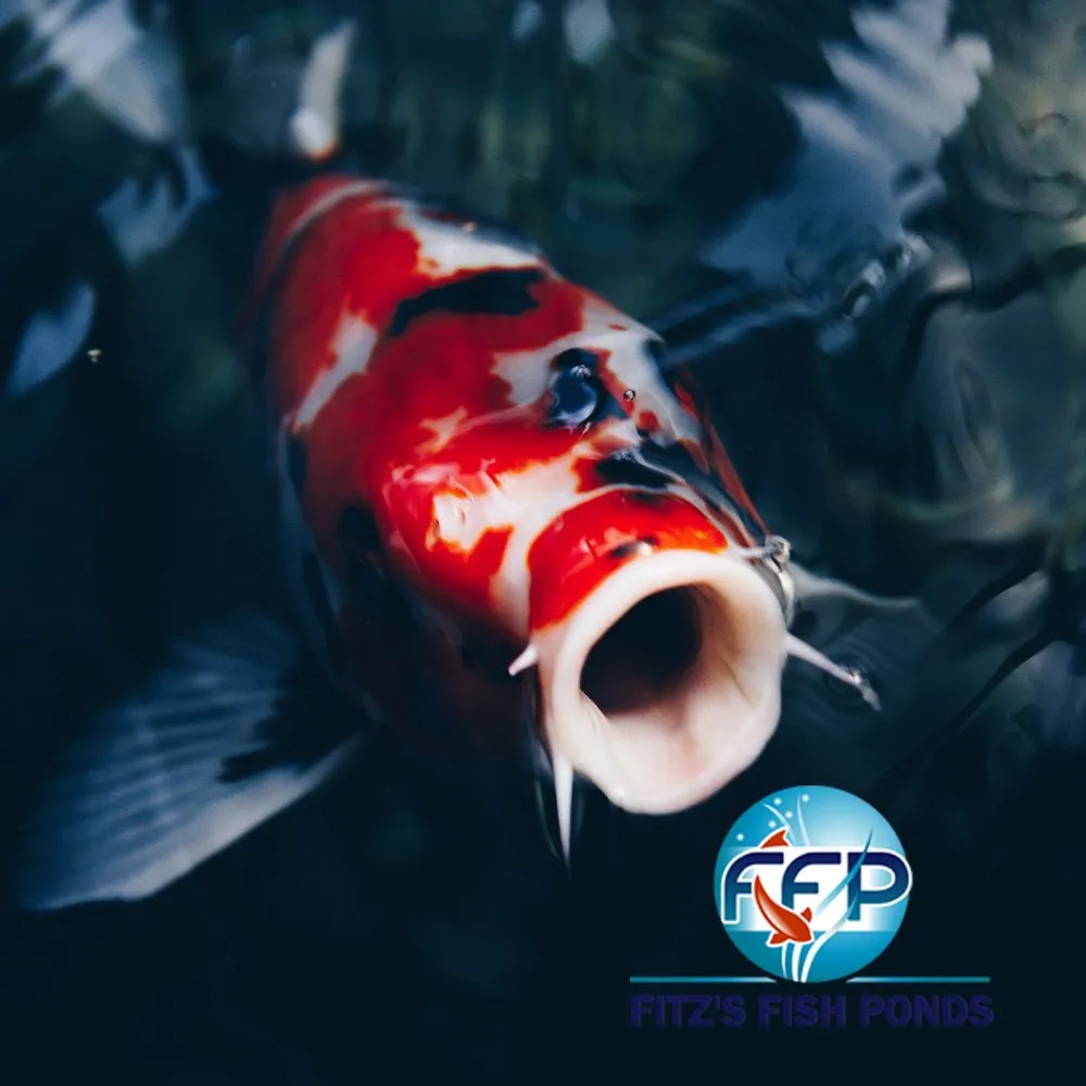 Local landscape installation in Green Brook, NJ by Fitz's Fish Ponds