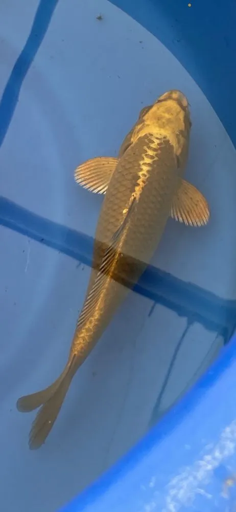 Top-rated landscape design for beautiful yards across Green Brook, NJ - Fitz's Fish Ponds