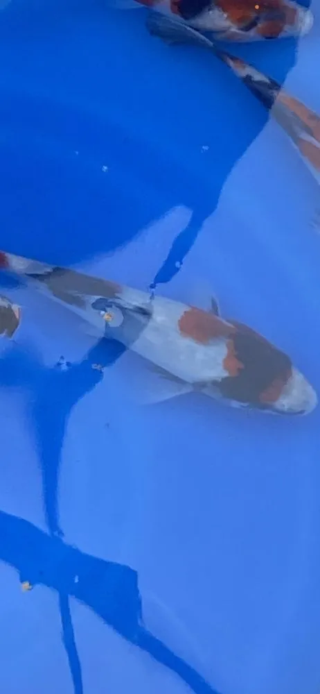 Custom yard maintenance with custom design in Green Brook, NJ by Fitz's Fish Ponds