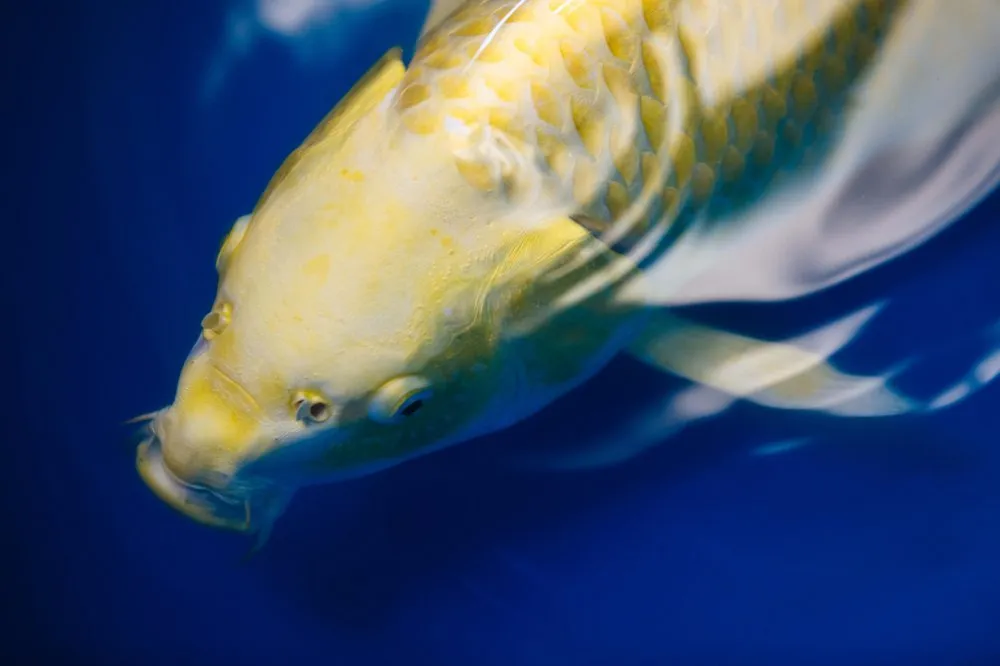 Reliable lawn care service for beautiful yards across Green Brook, NJ - Fitz's Fish Ponds