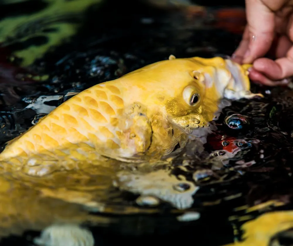 Local landscape design experts serving Green Brook, NJ - Fitz's Fish Ponds