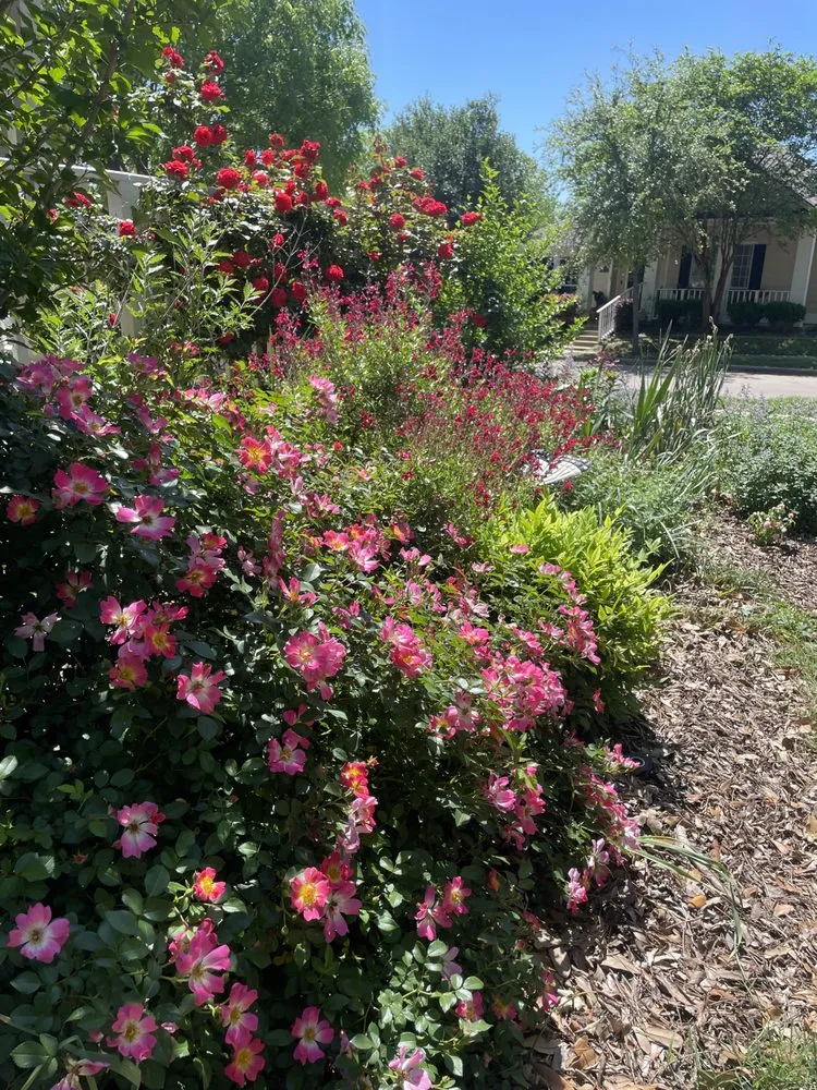 Expert yard cleanup service for year-round maintenance across Savannah, TX - Five Alarm Fertilizer